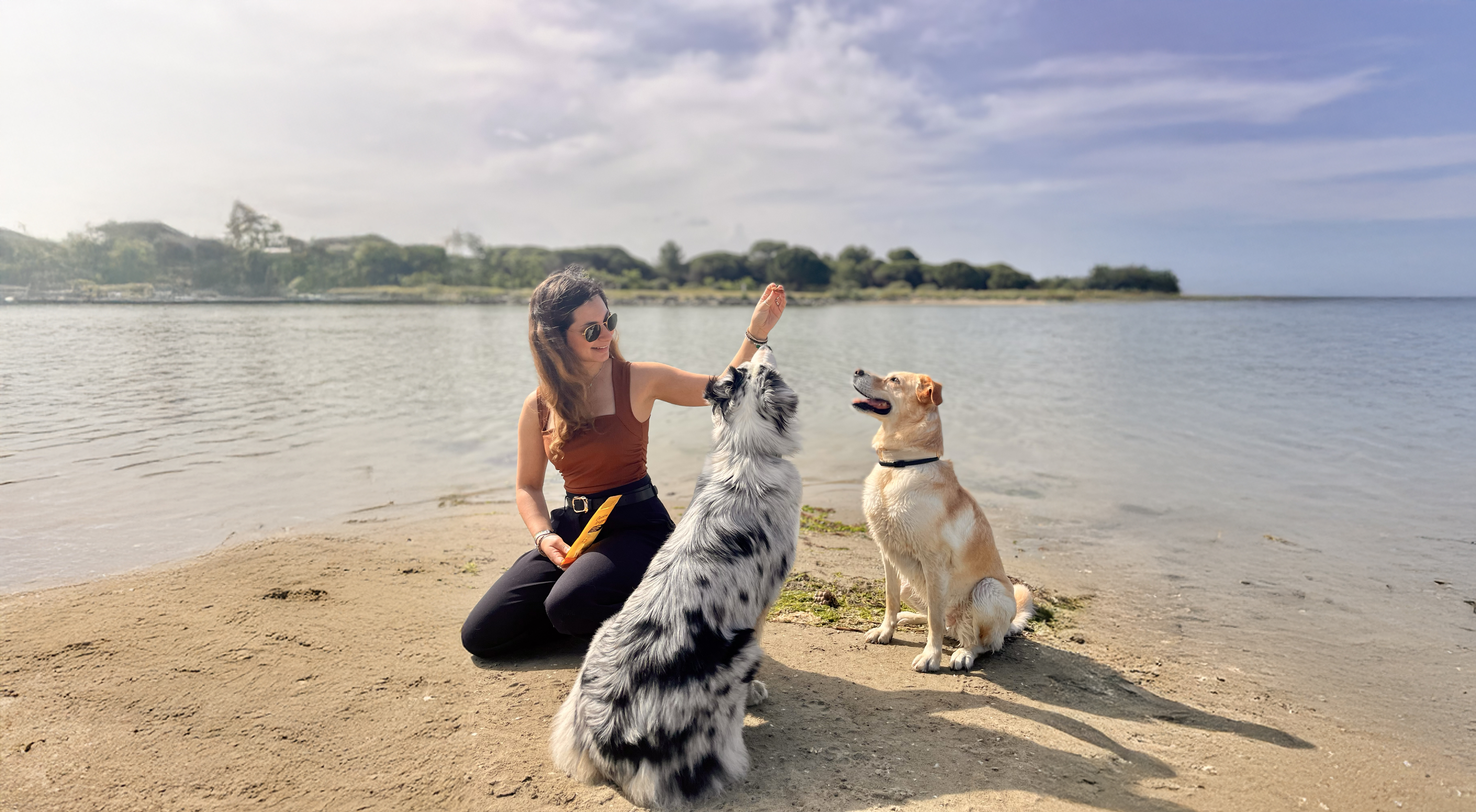 Chien et chat heureux en garde à domicile