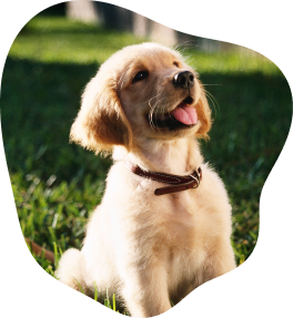 Faire garder son chien ou son chat à Lyon : le guide complet