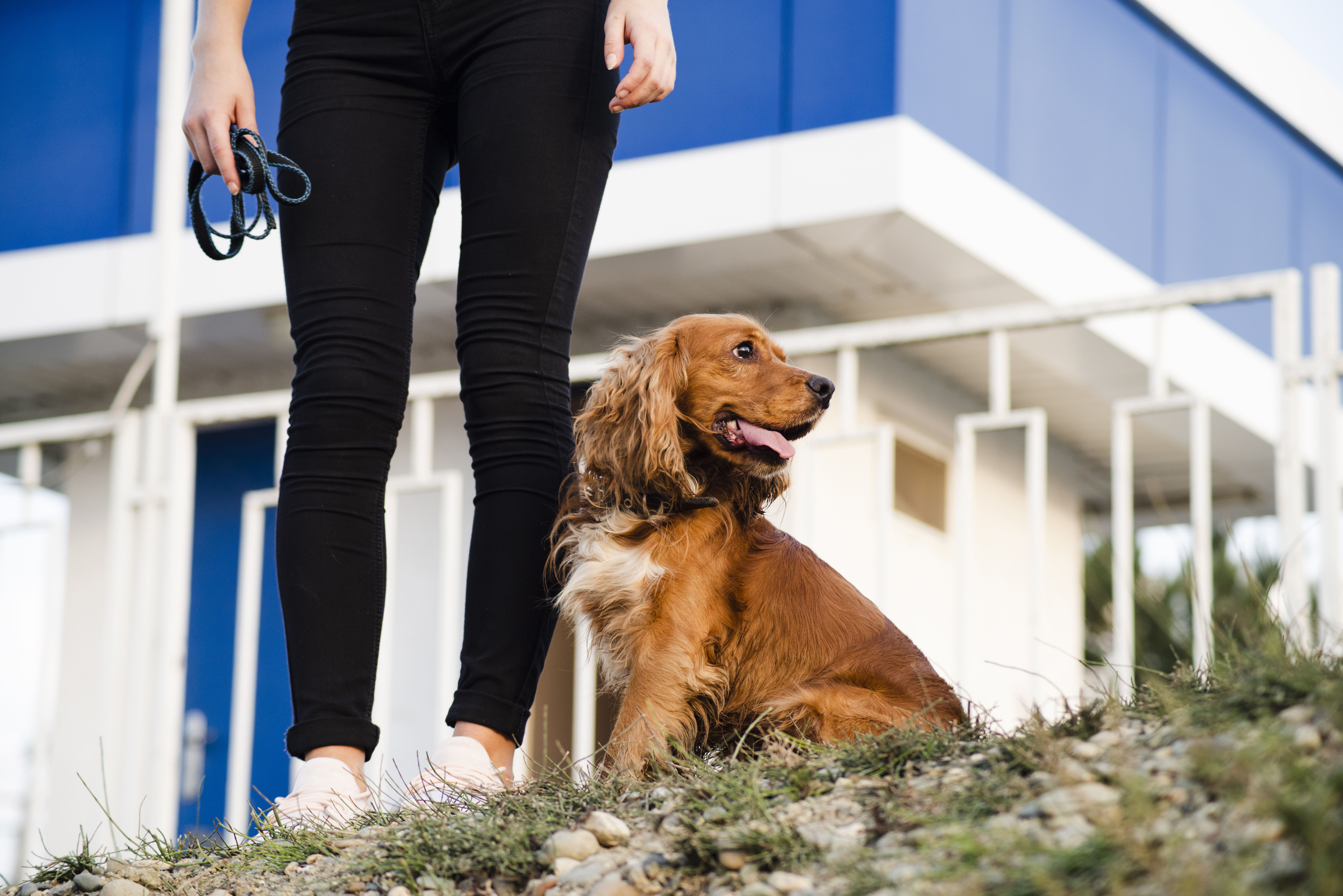 Réserver une garde pour chien en ligne