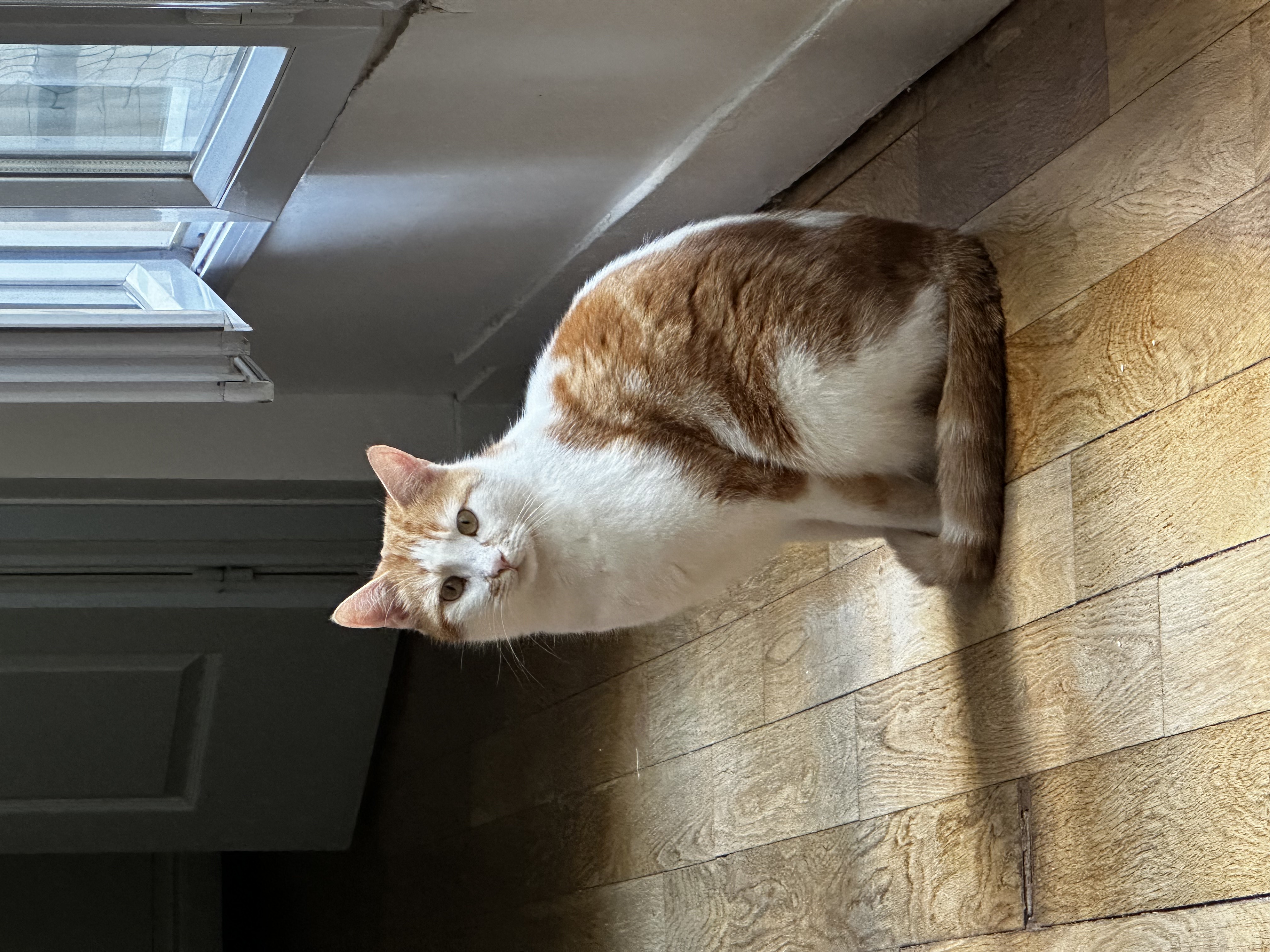 Photo de Bowie