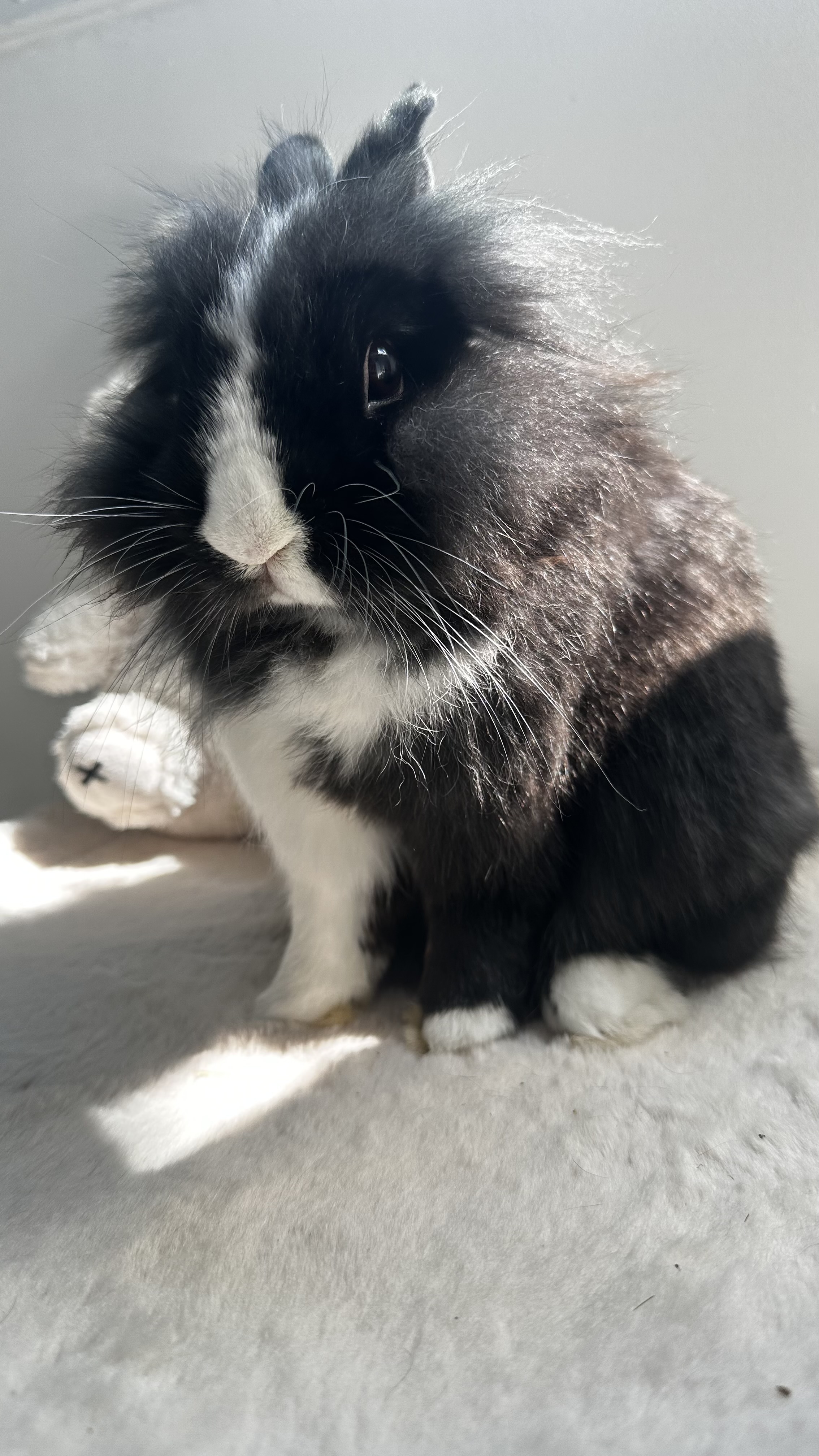 Photo de Saiko