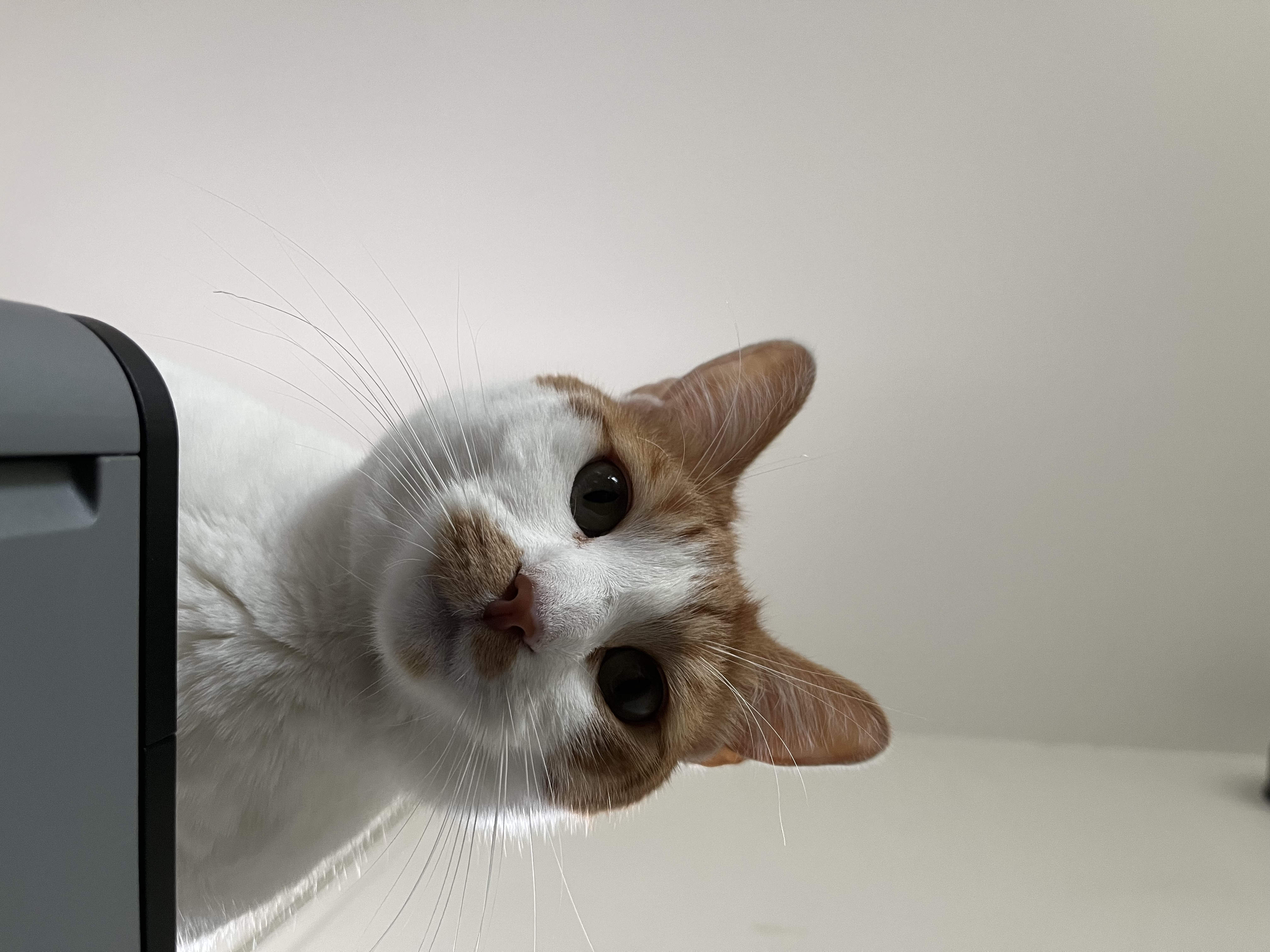 Photo de Tarzan
