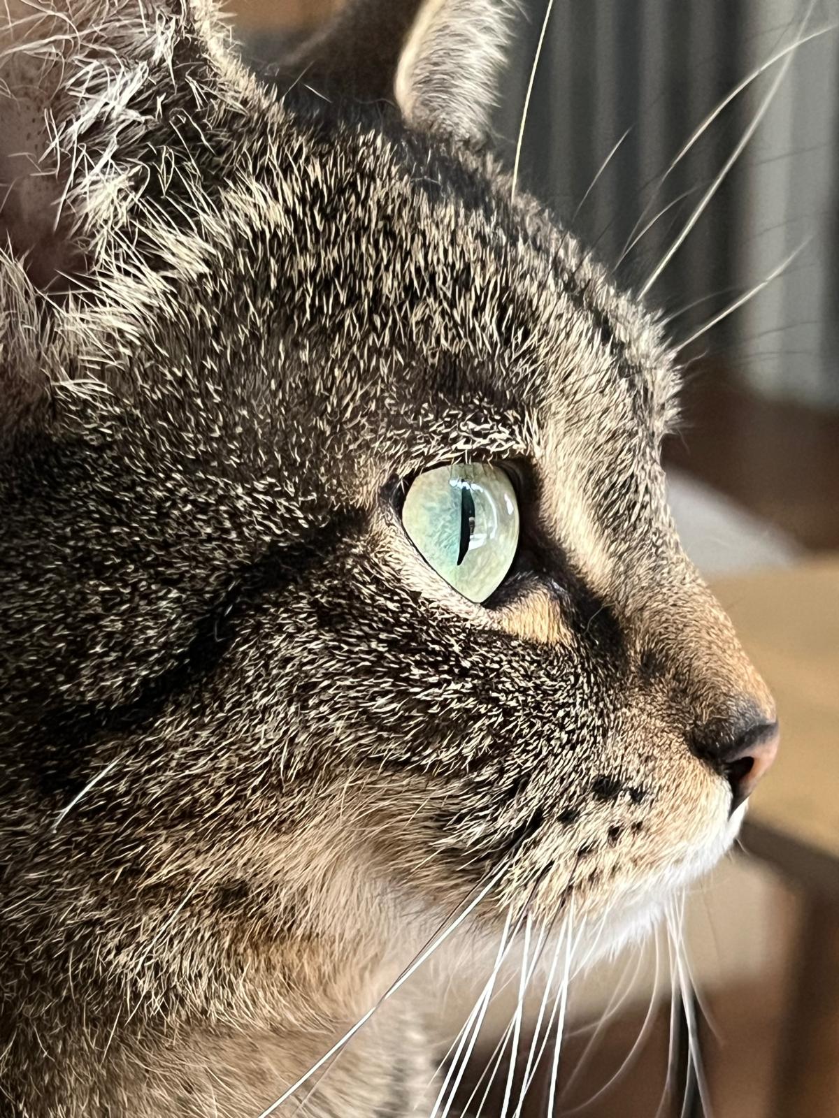 Photo de Pouchka