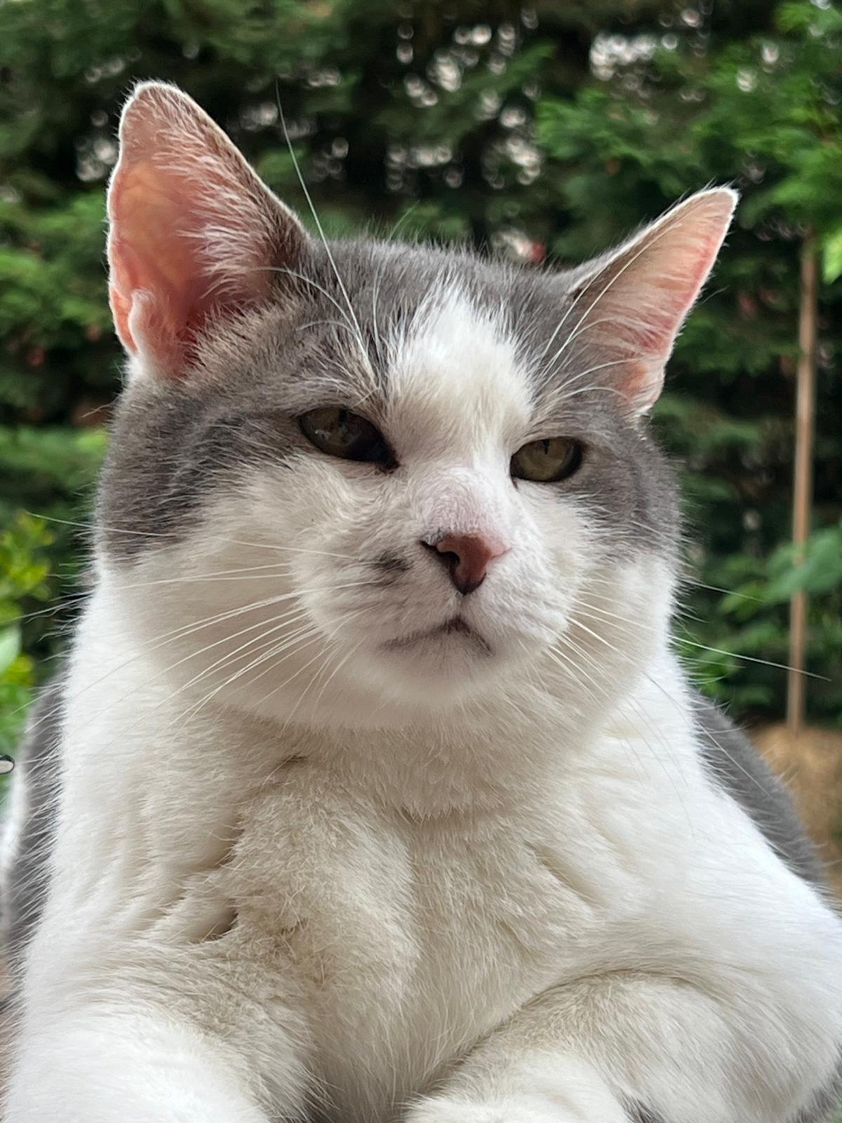 Photo de Niko