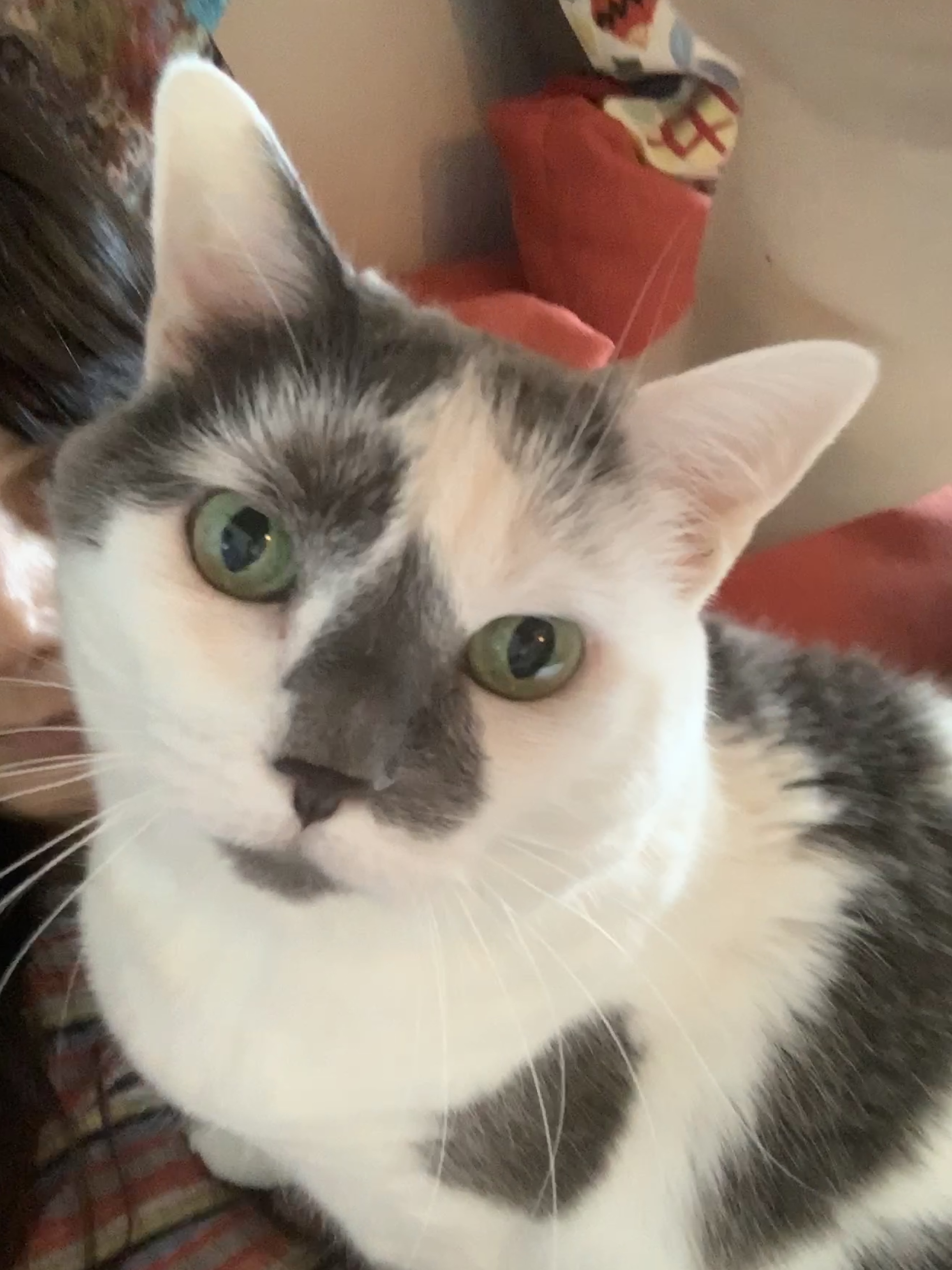 Photo de Lucky