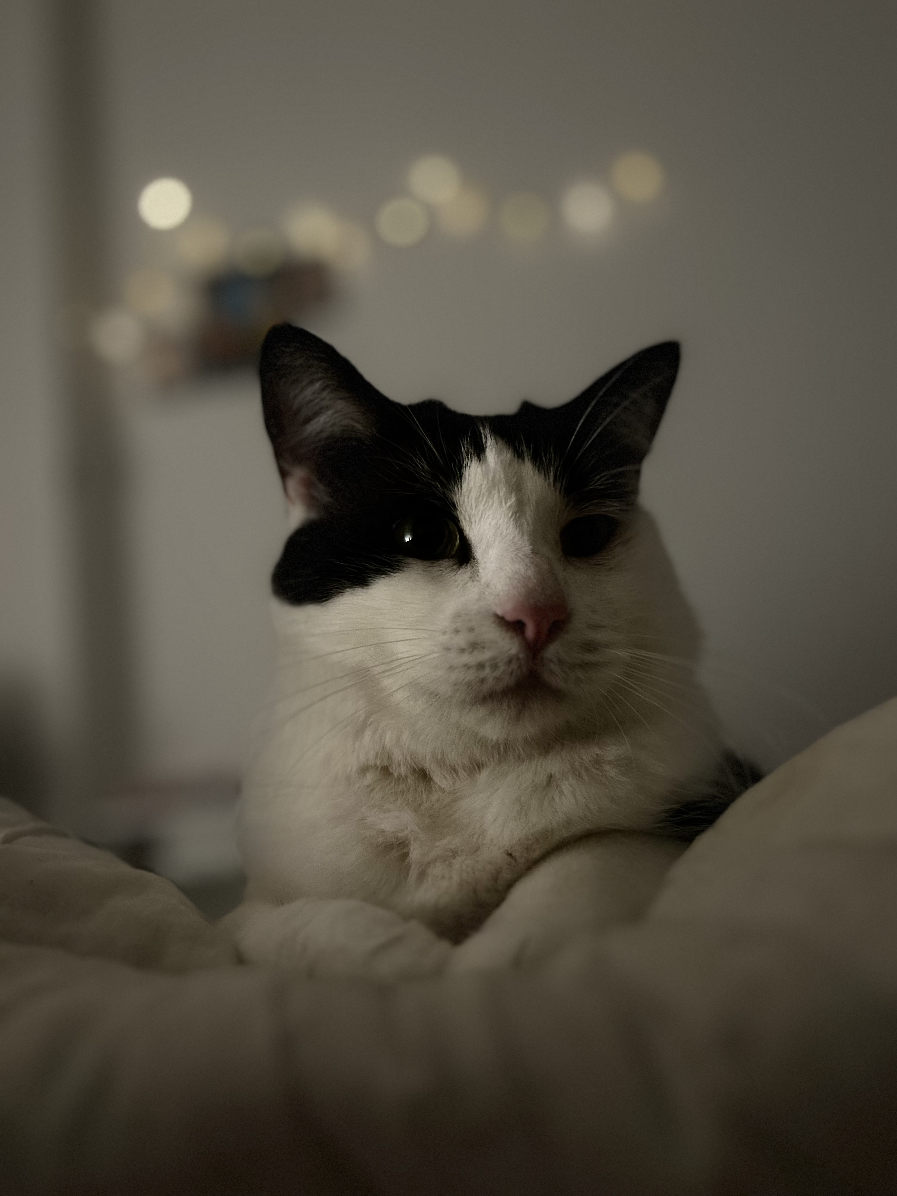 Photo de Mimi